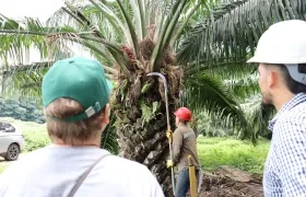 Cultivo de palma de aceite. 