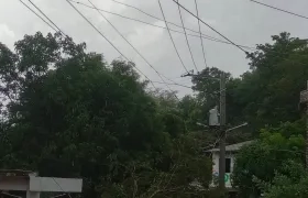 Árboles caídos en el corregimiento de Chorrera, en Juan de Acosta. 