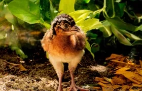 La cría  paujil de pico azul nacida en el zoológico de Barranquilla. 