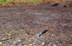 El fenómeno de El Niño incrementa los riesgos de incendios forestales. 