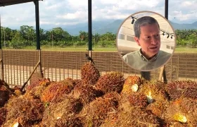 Palma de aceite y Carlos Fernández, gerente general de Palmas del Cesar.
