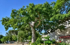 Ceiba blanca. 