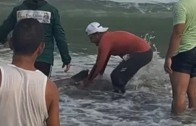 Delfines rescatados en Puerto Colombia