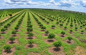 Cultivo de limón Tahití.