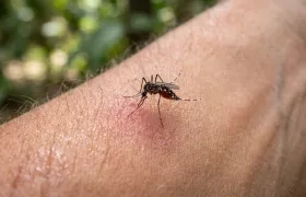 Imagen de referencia del Aedes aegypti.