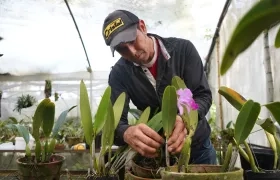 Un jardinero trabajando con una orquídea (Cattleya trianae), en Manizales.
