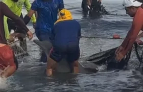 Momentos de la liberación de los delfines.