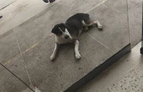 Mascota extraviada en el barrio Boston.