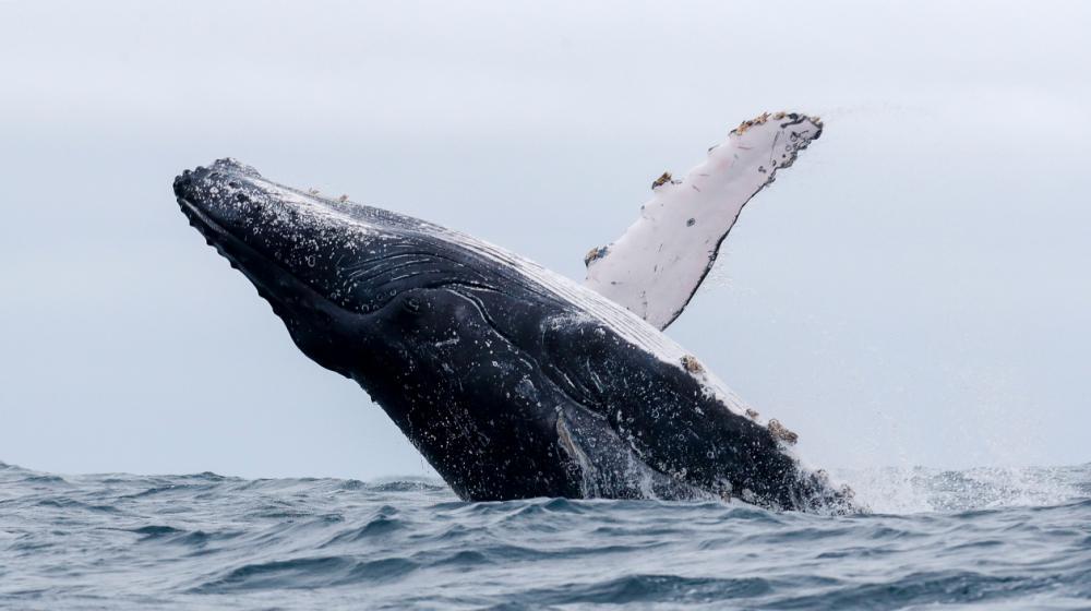 Las ballenas jorobadas, las gigantes del Antártico, se encuentran esta temporada en las cálidas aguas del Pacífico ecuatorial, donde se aparean y reproducen y, de paso, deslumbran a miles de turistas. 
