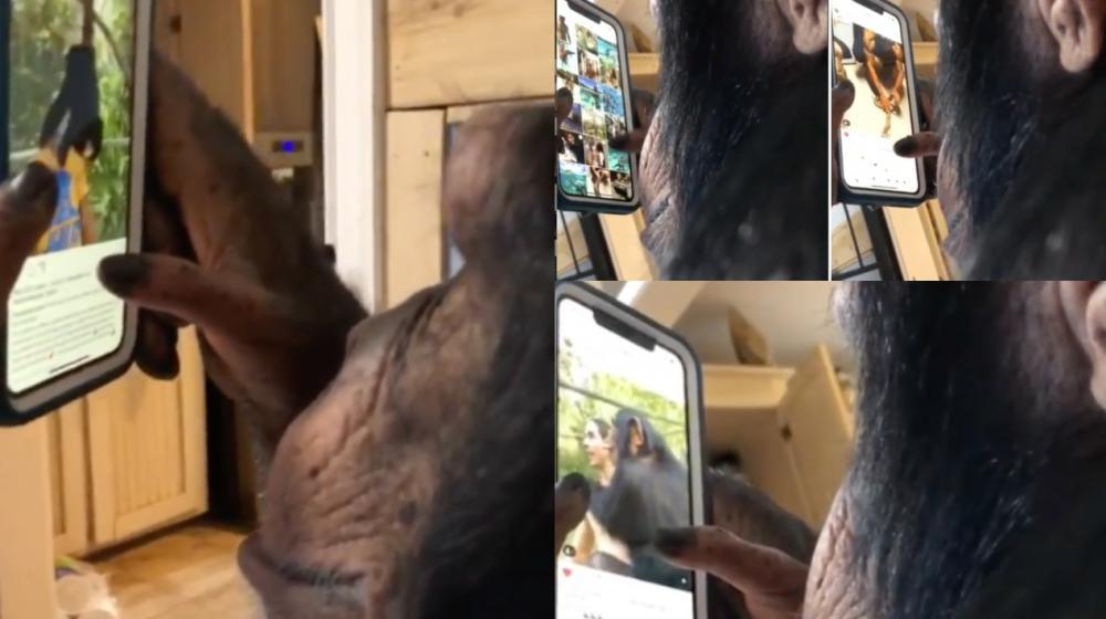 El chimpancé viendo Instagram.