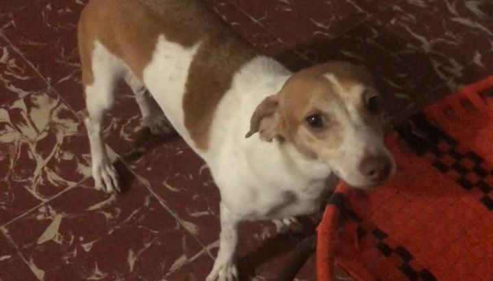 'Sasha' está extraviada entre el barrio Cevillar y San José.