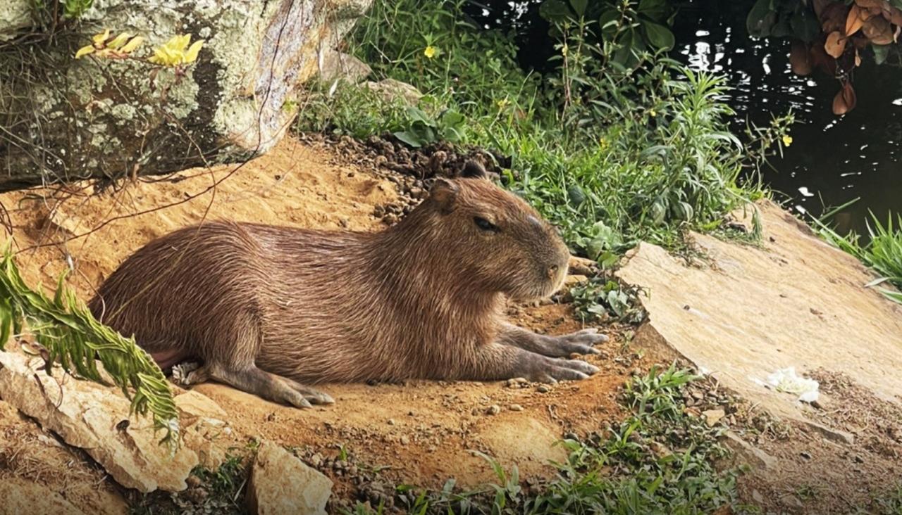 'Toñito', llamaban cariñosamente al animal.