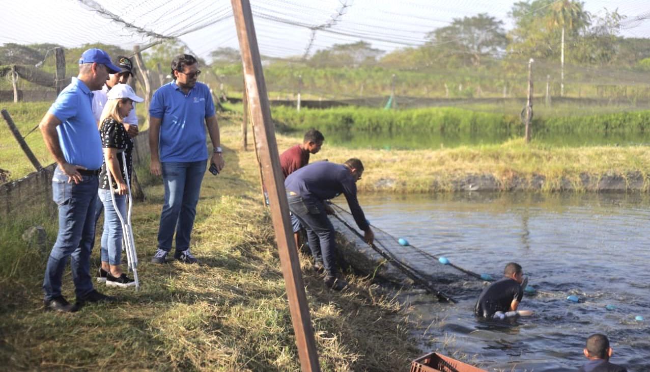 Recogiendo la cosecha de tilapia negra.