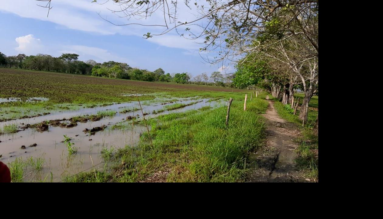 Los agricultores habían sembrado patilla, melón y arroz.