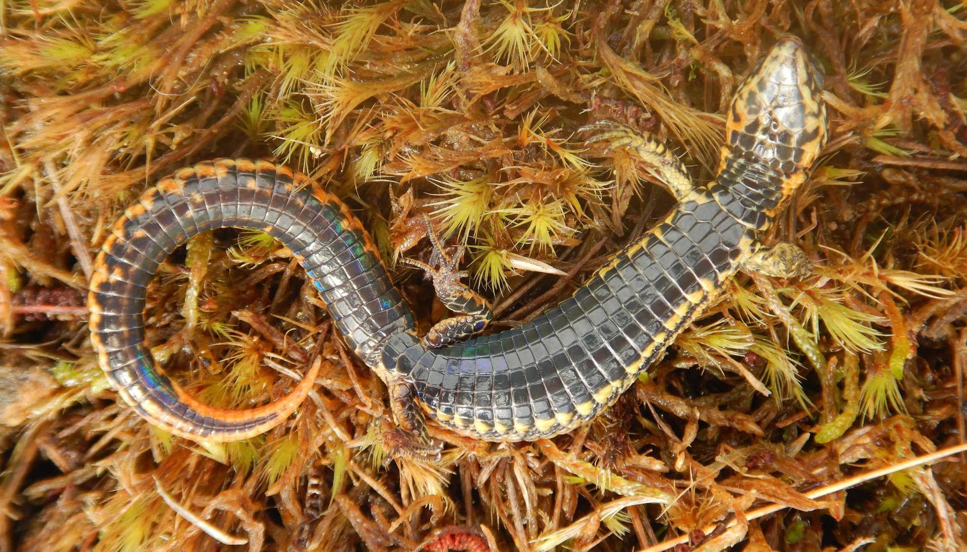 Fotografía sin fecha cedida por el Servicio Nacional de Áreas Naturales Protegidas por el Estado que muestra una nueva especie de lagartija.