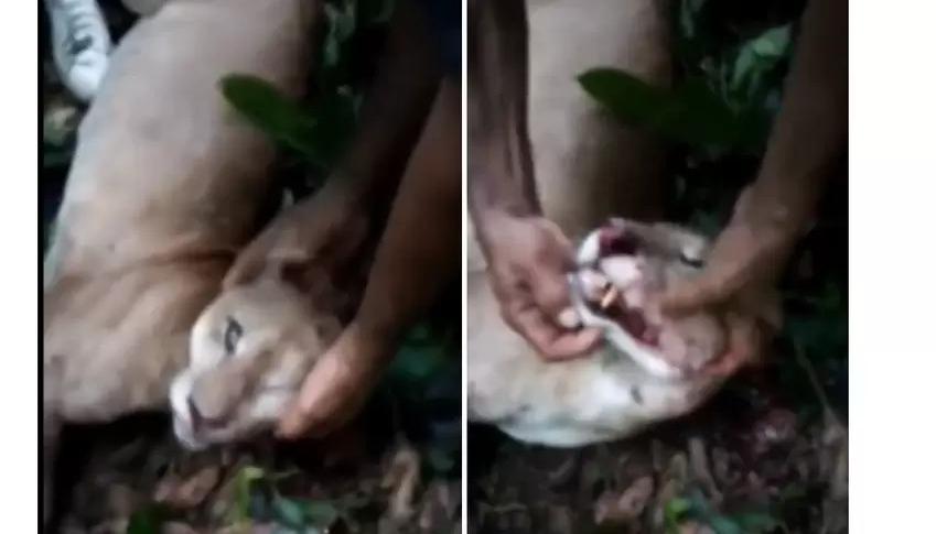 Imágenes del animal cazado.