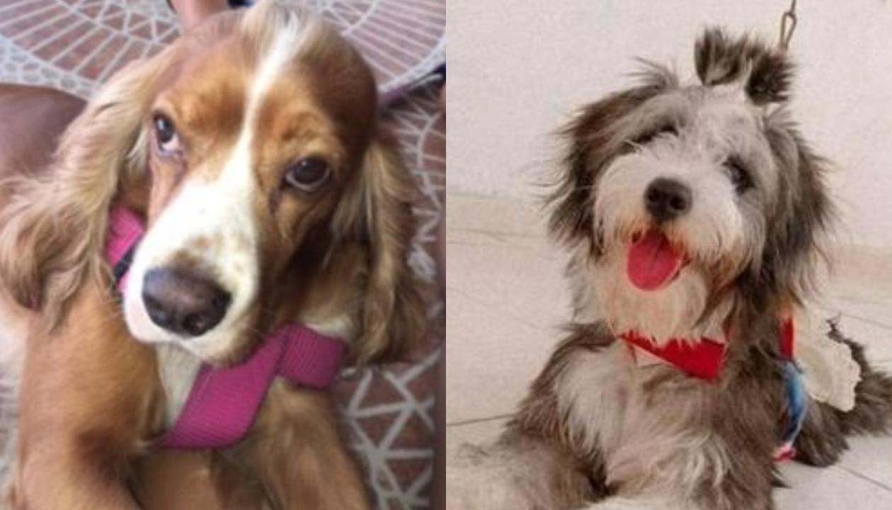 Mascotas extraviadas en La Unión y La Victoria, respectivamente. 