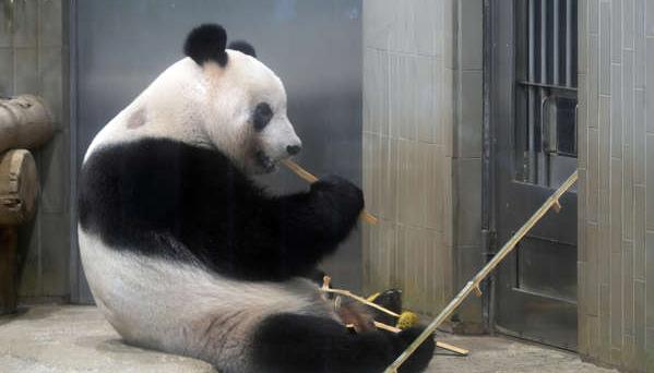 Miles de nipones se despiden del panda Xiang Xiang antes de su viaje a China.