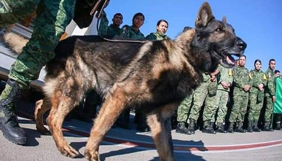 ‘Proteo’ en labores de rescate. 