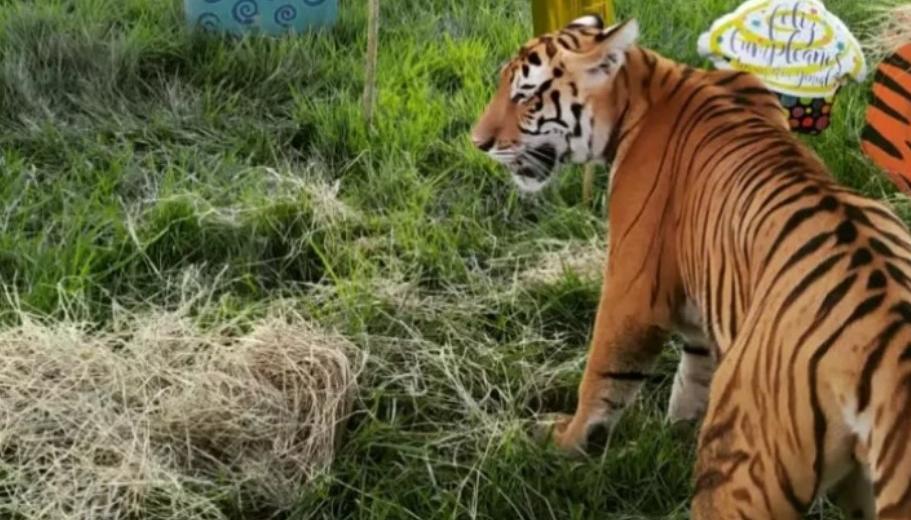 El tigre nunca salió el parque, aclaró la Hacienda Nápoles.