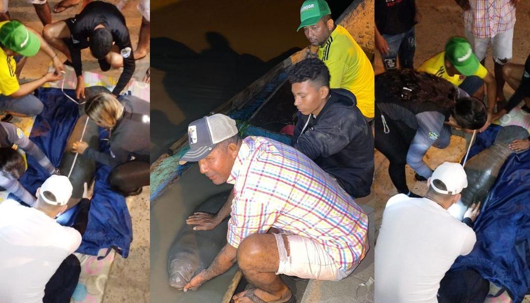 Manatí rescatado por pescadores de El Banco. 