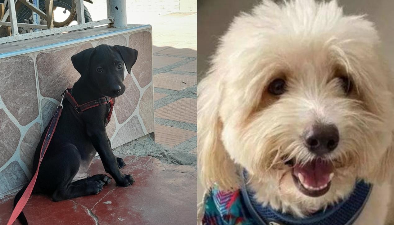 Mascotas extraviadas en Soledad y Barranquilla.