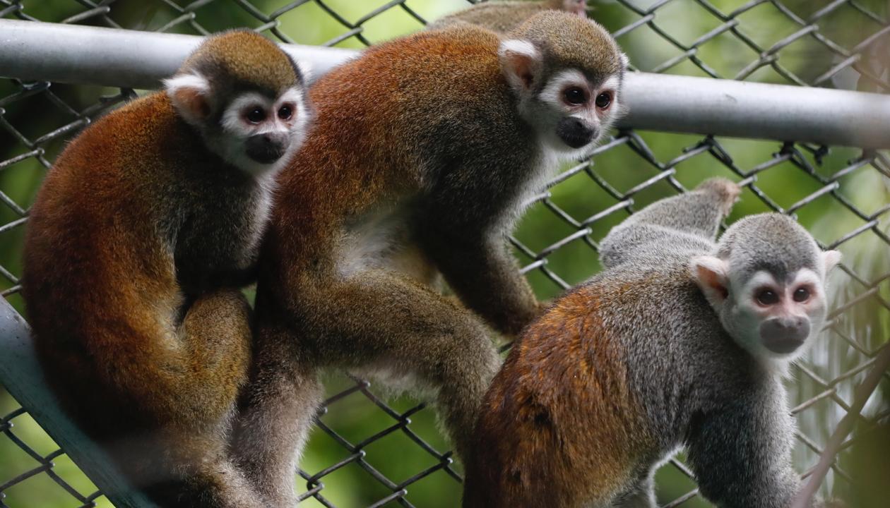 Algunos de los monos.