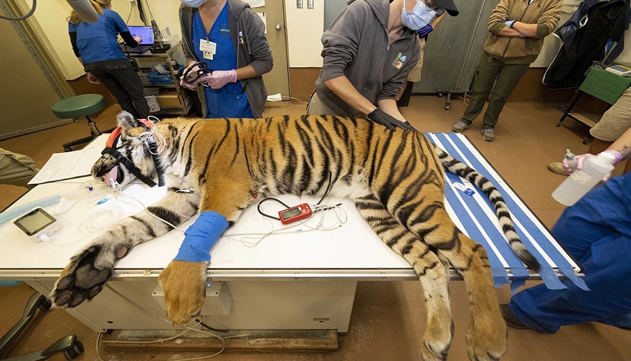 Especialista de la clínica de animales mientras someten a una tigresa de Sumatra a una revisión médica.