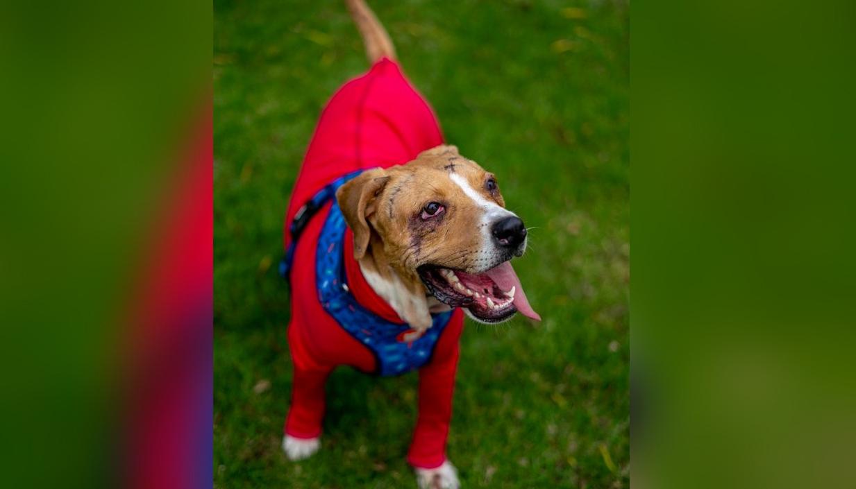 'Ángel', el perro despellejado en un 80% en Boyacá en el 2021.  Por ese caso la reforma a la ley de protección animal lleva su nombre.