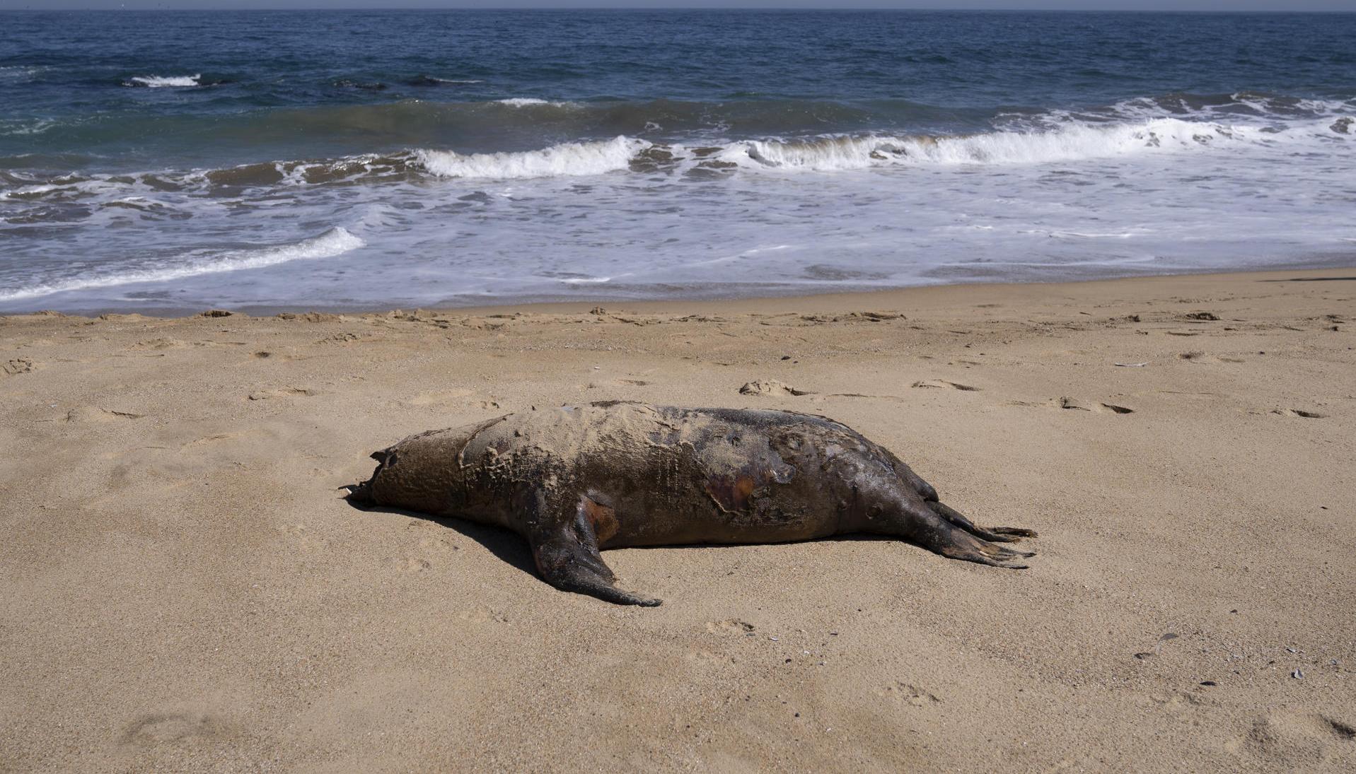 Fotografía de un lobo marino muerto en la playa de Reñaca este viernes en Viña del Mar.