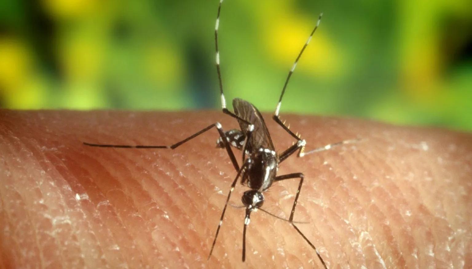 Mosquito transmisor del dengue.