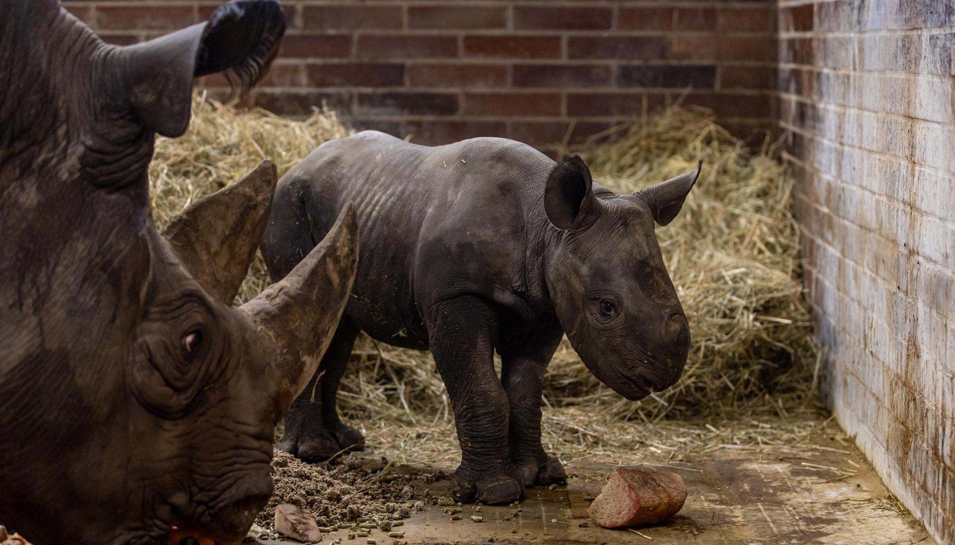 Magashi, el rinoceronte negro nacido en cautiverio en el zoológico de Praga.