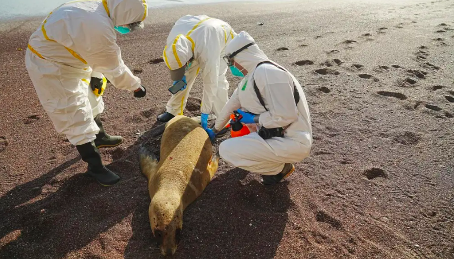 Lobo marino examinado en una playa de Perú.