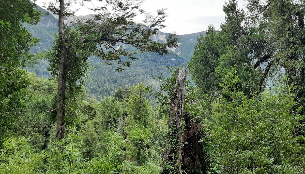 Una vista del paseo por el Alerzal Milenario, en el Brazo Norte del Lago Menéndez.