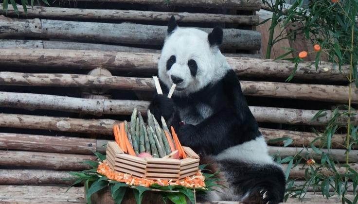 Lin Hui y su compañero panda llegaron al Zoo de Taliandia en octubre 2003 