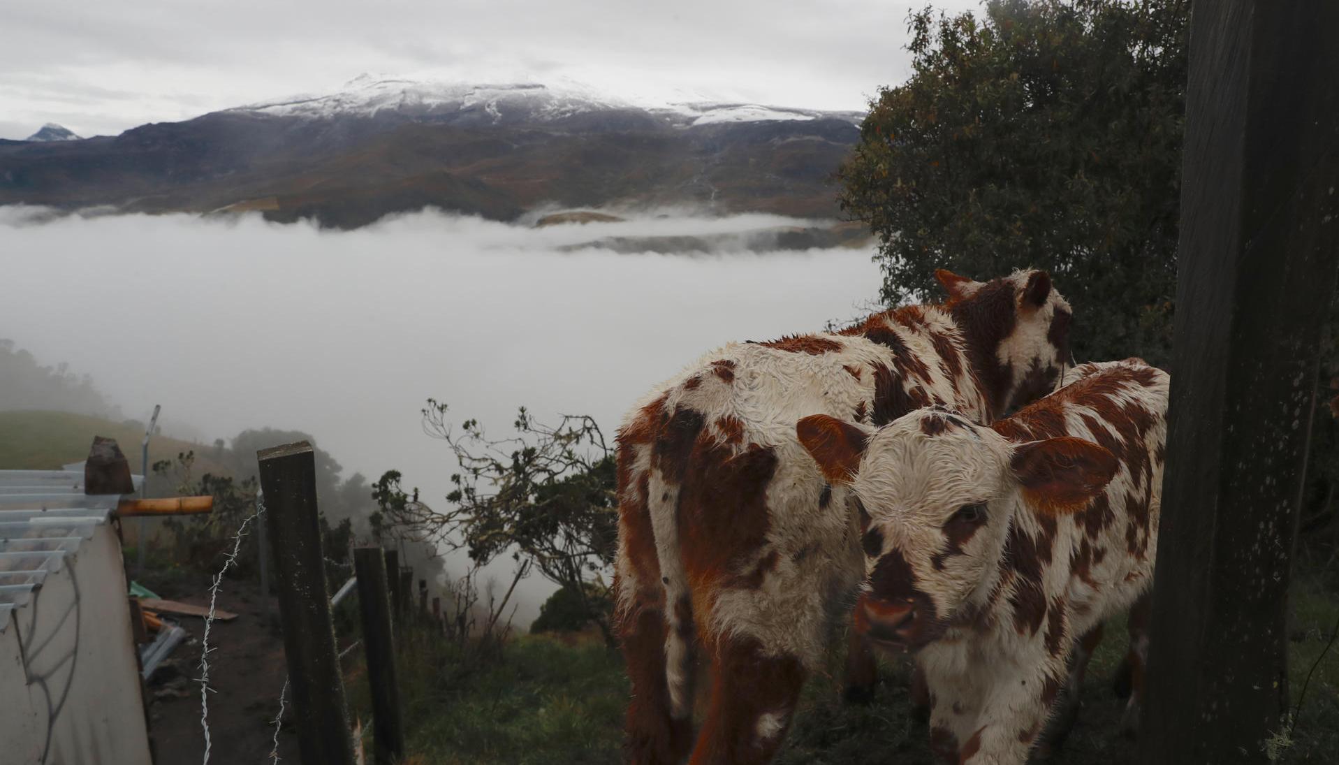 Vacas pastan en un terreno en Murillo, Tolima. Al fondo, el volcán Nevado del Ruiz