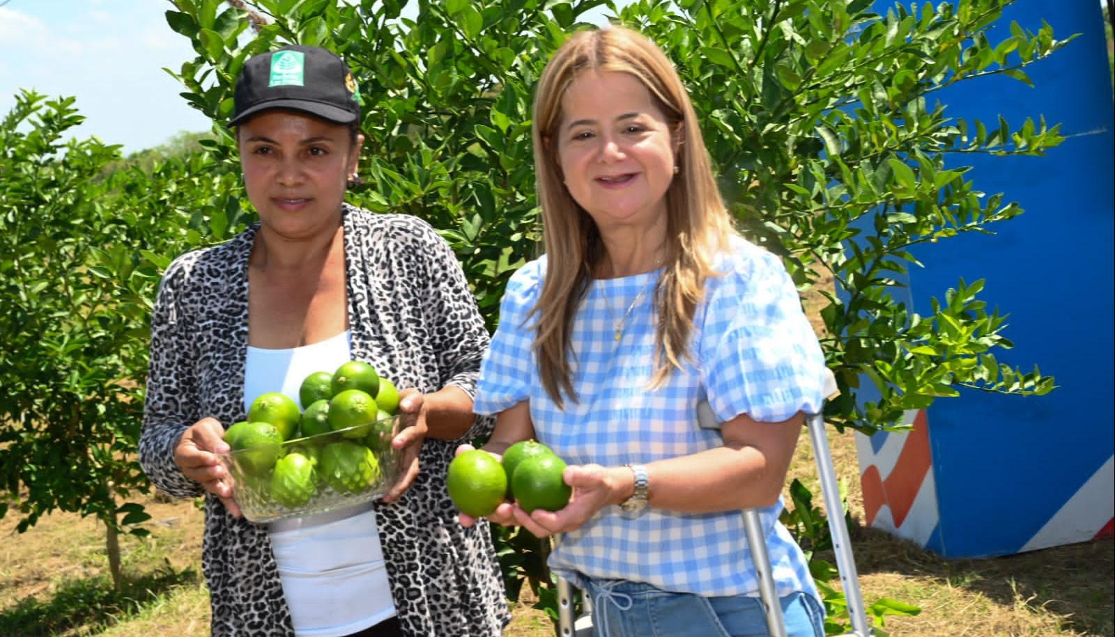 La gobernadora Elsa Noguera con una cosecha de limón tahití en Repelón. 