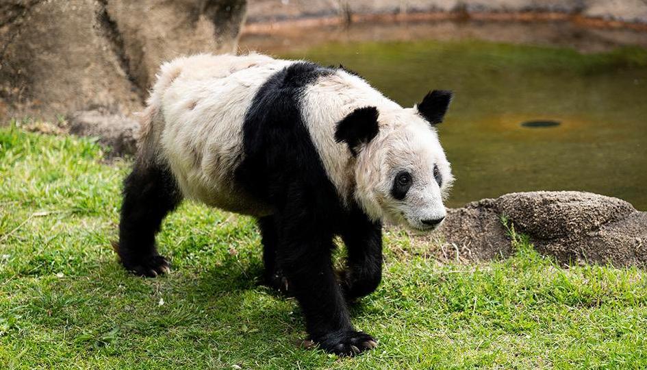 La salud de Ya Ya desmejoró en febrero por la muerte de su compañero Le Le en el zoológico de Memphis 