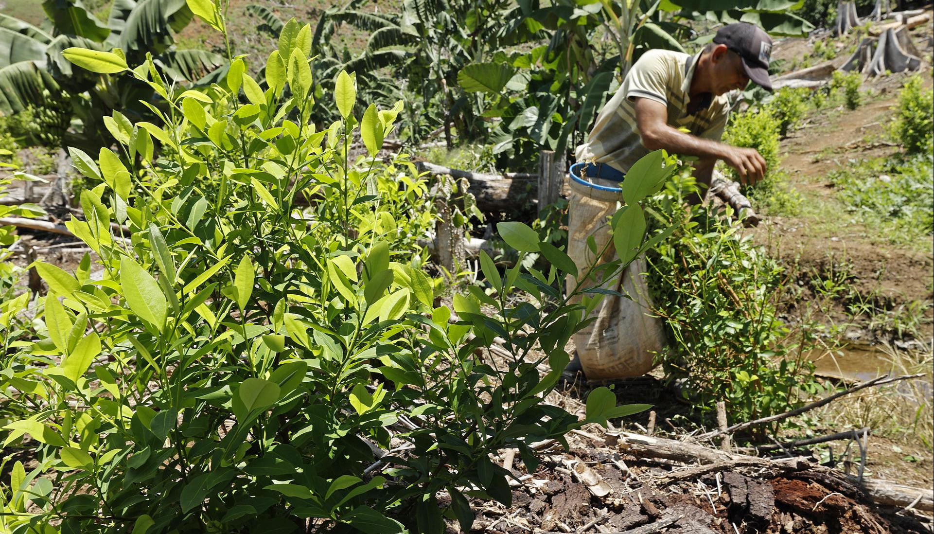 Campesinos en cultivo de coca.