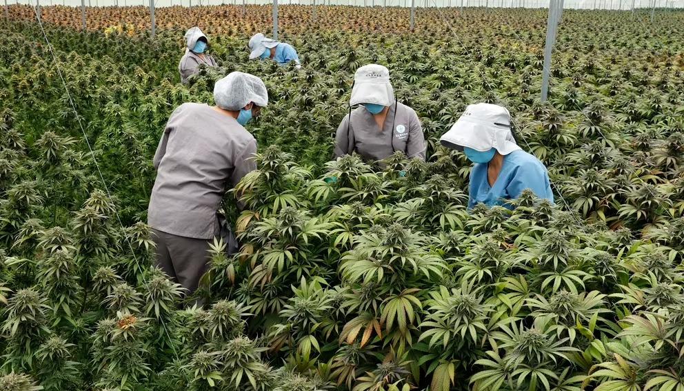 Cultivo de cannabis para exportación y uso medicinal.