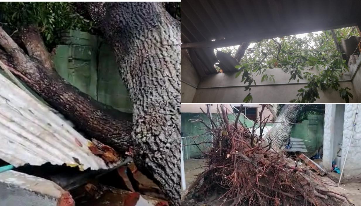 Viviendas destechadas y árboles caídos en Malambo. 
