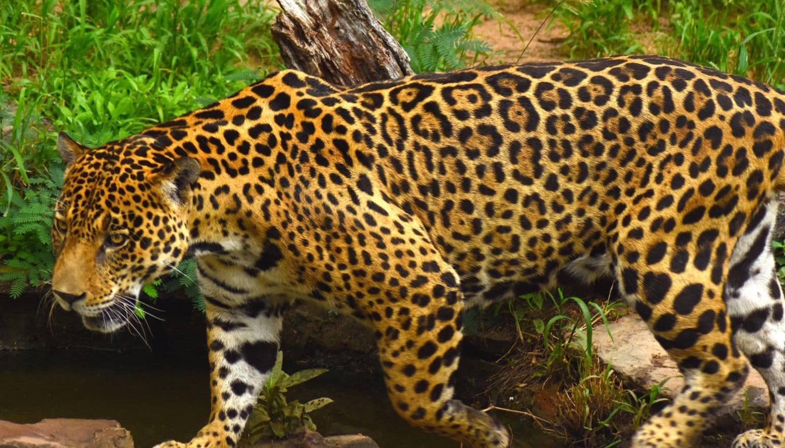 Así es uno de los jaguares asesinado en Antioquia. 
