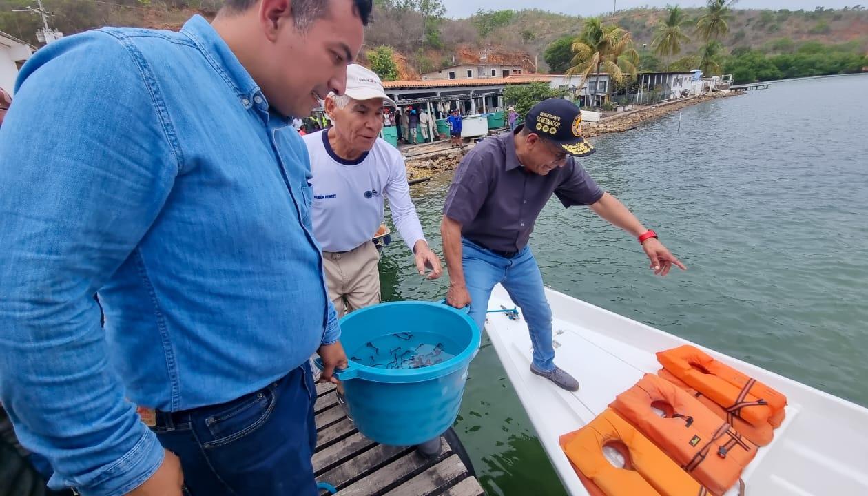 Liberación de los caballitos de mar en Venezuela. 