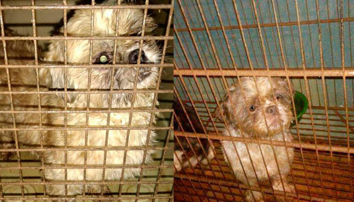 Perros maltratados