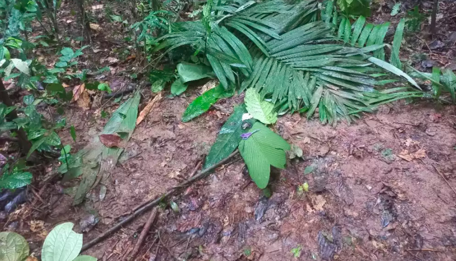 Lugar donde encontraron elementos de los niños cerca a la avioneta accidentada.
