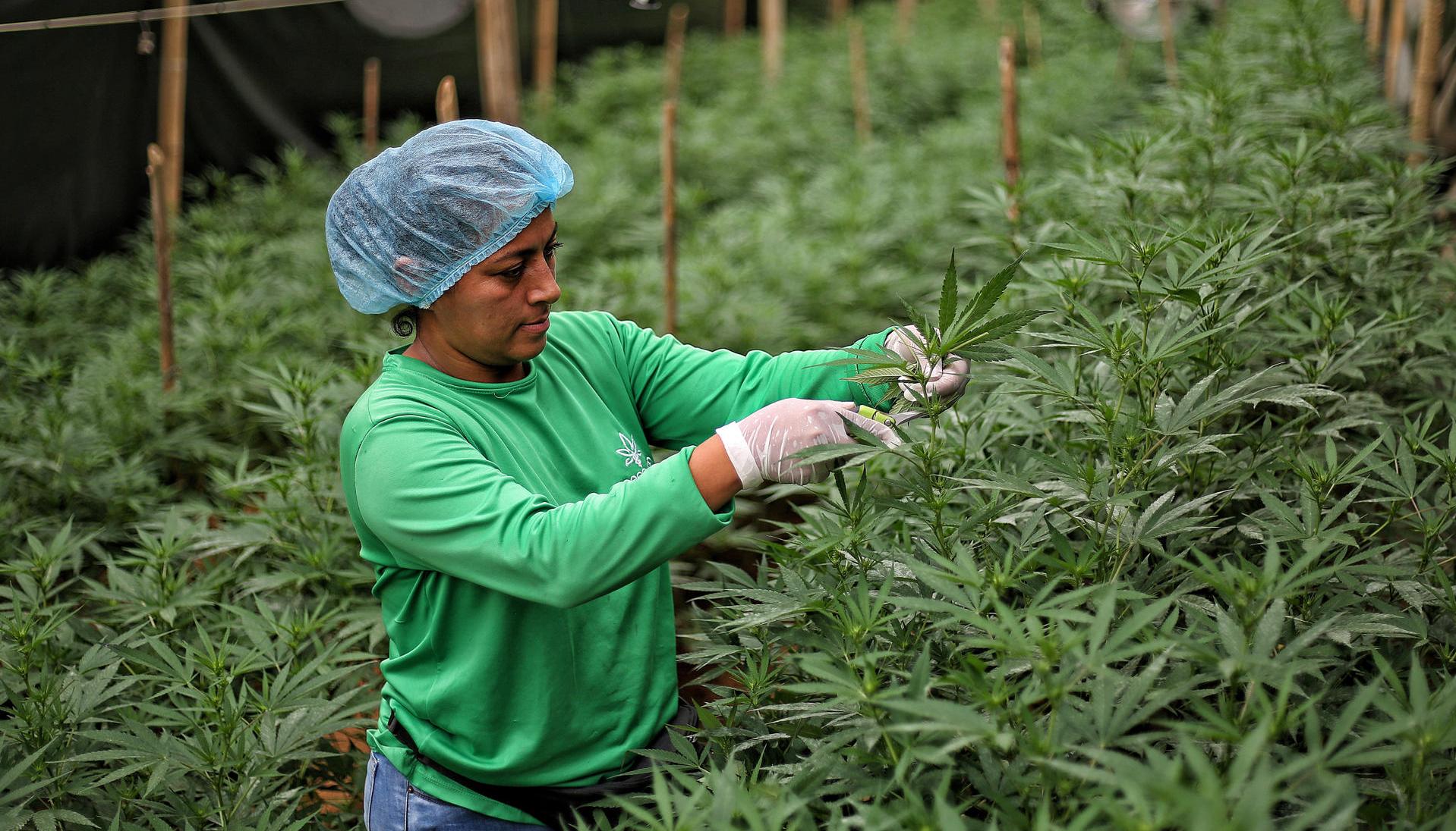 Una trabajadora revisa un cultivo de cannabis medicinal en el sector de El Palmar, zona rural del municipio de Dagua, Valle del Cauca