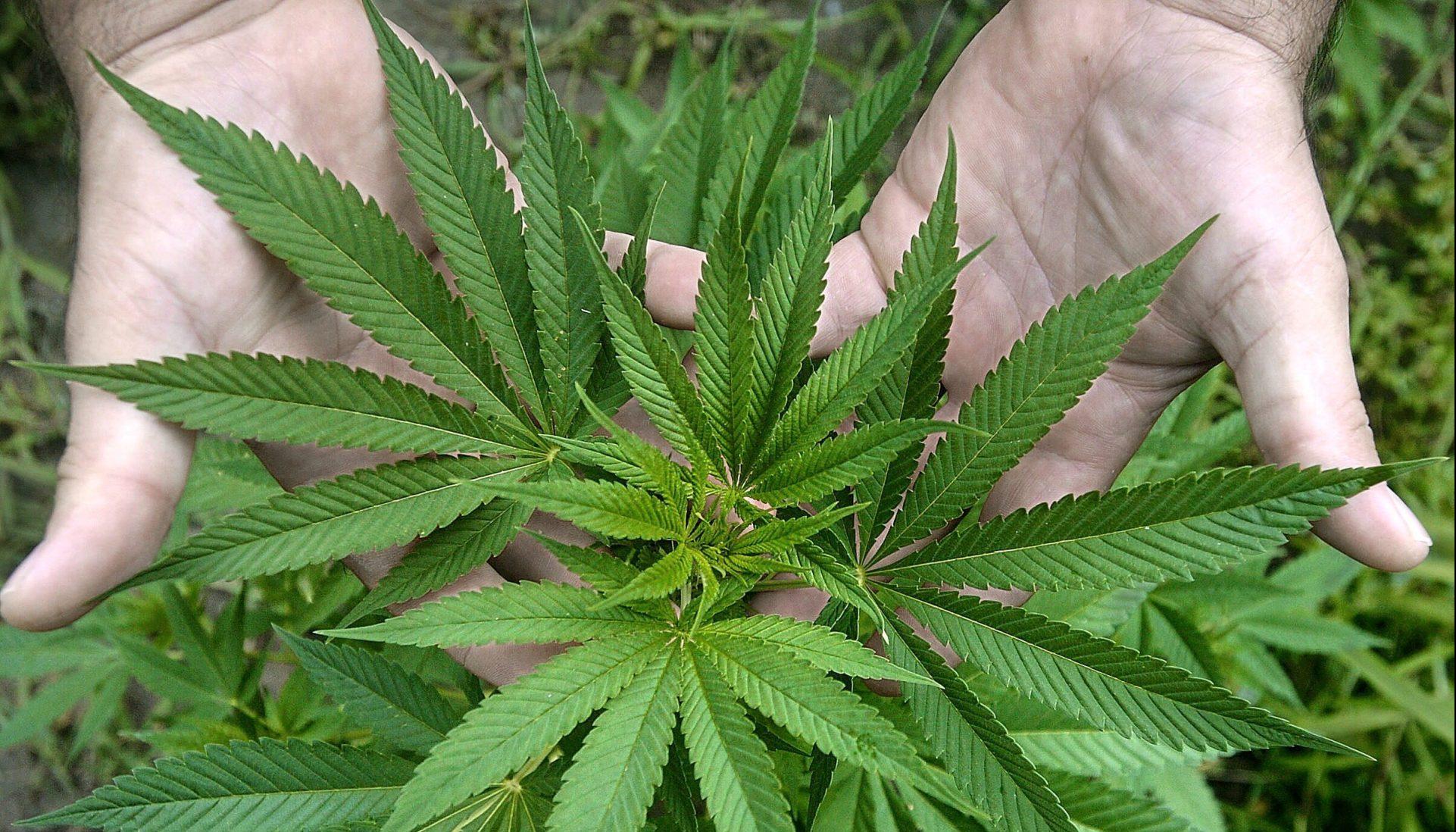 Cultivo de cannabis, imagen de referencia.