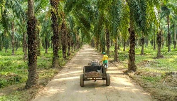 Entre enero y abril de este año la producción de palma de aceite alcanzó 728.600 toneladas