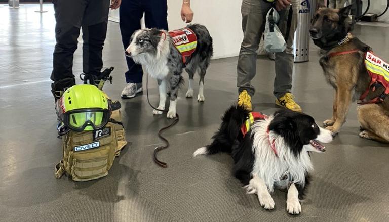 Balam, Orly, Robinson y Rocky, cuatro perros de rescate que reciben entrenamiento.