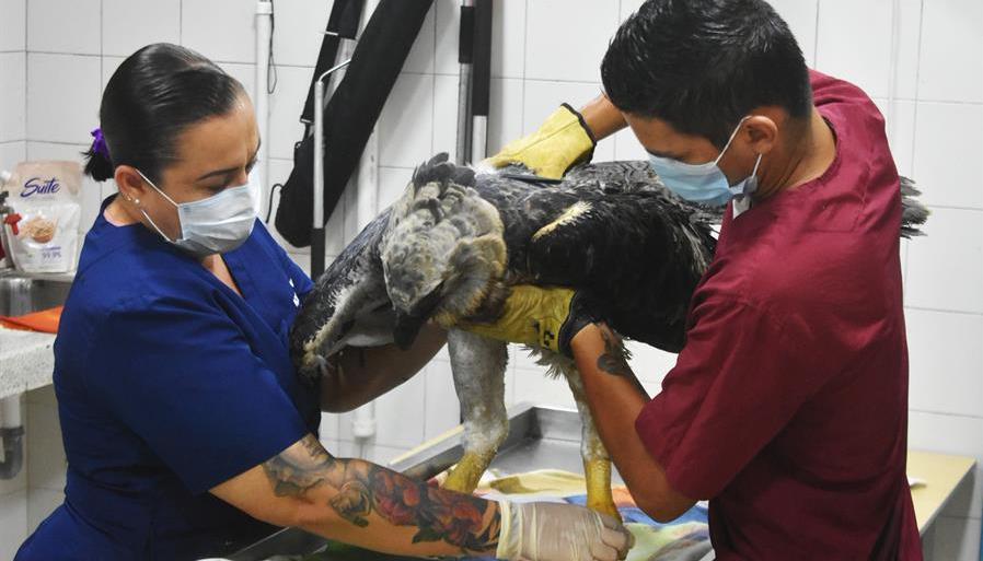 Verinarios revisan un águila arpía herida en Florencia